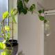 Beauchamp Beauty - Loft apartment, Albany (zdjęcie 9)