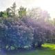 Black Pine Tree House, Acton (Foto 6)