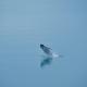 Illu Rental - Grand seaview vacation house, Ilulissat (foto 7)