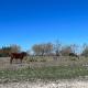 Dome Sweet Dome, Lampasas (fotografie 10)