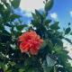 Happy-Nest (First floor), Marigot (fotografie 3)