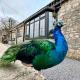 Peacock cottage, Ewenny (fotografie 2)