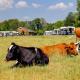 Camping Dal van de Mosbeek, Mander (foto 10)