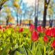 Schöne Aussichten mitten in Berlin - il sole, Berlin - Foto 5