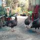 Ninabung homestay, Namchi - Foto 1
