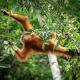 Backpacker Lodge, Bukit Lawang