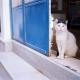 Magnificent Athens Villa 1 Bedroom Villa Aizen Garden View Ground Floor Platia Agion Asomaton, Atény - Fotografie 10