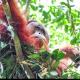 Sumatra Treking Lauser Park, Bukit Lawang - Foto 1