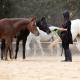 2-single beds beit zeina horse riding, カイロ - 写真 4