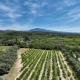 The Olive Garden - Charming Villa for 10 with pool and fast Wifi, Caromb (zdjęcie 7)