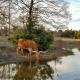 Aim Ranch, Groesbeck (photo 5)