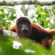 Tambopata Ecolodge, Tambopata - Fotografie 9