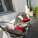 BEUS DOWNTOWN, Spalato (Split) - Foto 1