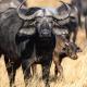 Sable Ranch Thaba Khaya Lodge, Brits (fotografie 6)