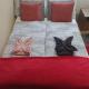 Pitypang Apartman, Kaposvár (Foto 2)
