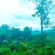 Nine Arch Homestay, Ella (foto 4)