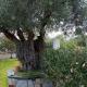 Olive tree villa, Nea Potidaea (foto 5)
