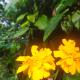 Coorg light, Madikeri - Φωτογραφία 2