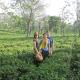 Infinitea Dakbunglow Palampur, Palampur - Φωτογραφία 2
