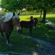 gite 5, Vendays-Montalivet (photo 10)