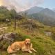 Snow Biscuit Mountain Resort, ダラムシャーラー - 写真 9