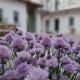 B&B Il Cortile, Soriso (fotografie 5)