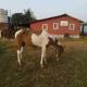 MARS Jungle Adventure Stud Farm with Private Jacuzzi, Narsinge - Fotografie 6