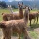 Dogsland Bellevue - Bienvenidos - Ferienwohnungen, Quito (foto 9)