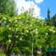 Al-Ayaan Guest House, パハルガム - 写真 4
