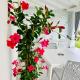 InVilla Bed&Breakfast - Quality Rooms Santa Maria di Castellabate - Photo 5