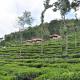 Hanging Huts Resorts, Kotagiri - Foto 6