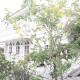 Bananaleaf Wedding Cafe & Resort, Ban Bang Kaeo (foto 3)