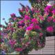 Sunrise Beach Apartment, Polychrono (fotografie 6)