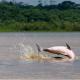 Amazon Curassow Lodge and Expeditions, Paraíso - Fotografie 2