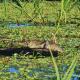 Amazon Curassow Lodge and Expeditions, Paraíso - Fotografie 8