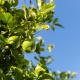Olive & Ivy Guest House, Canillas de Aceituno (foto 3)