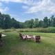Cozy 1 bedroom cabin in the heart of Jonesborough, Jonesborough (foto 2)