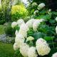 Domaine des hydrangeas, Rumegies (fotografie 3)