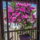 The Bougainvillea Skopelos - Fotografie 1