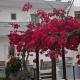 Agrellis Apartments, Kos (fotografie 10)