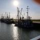 Ferienhaus Carolin am Nordseedeich, Schottwarden - Zdjęcie 5