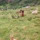 Shepherds Hut on Alpaca and working farm Blaenau Ffestiniog - Foto 6