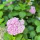 Flower's Home, Orikum (foto 5)