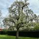 B&B de Perenboom, Eck en Wiel (photo 4)