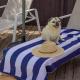 Fairways Beach House - Pool, Golf, Sawtell Village, Family Friendly, Sawtell (fotografie 5)