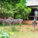 Buffalo Thorn Bed & Breakfast Hluhluwe - Fotografie 6