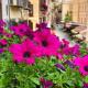 Il Rosone Luxury B&B, Palermo - Foto 3