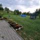 Levender House, Dealu - 写真 1