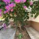 Apartman Bari Petrcane, Petrcane (Peterzane) (foto 9)