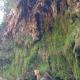 Sa Burra Guest House, Gadoni (fotografie 5)